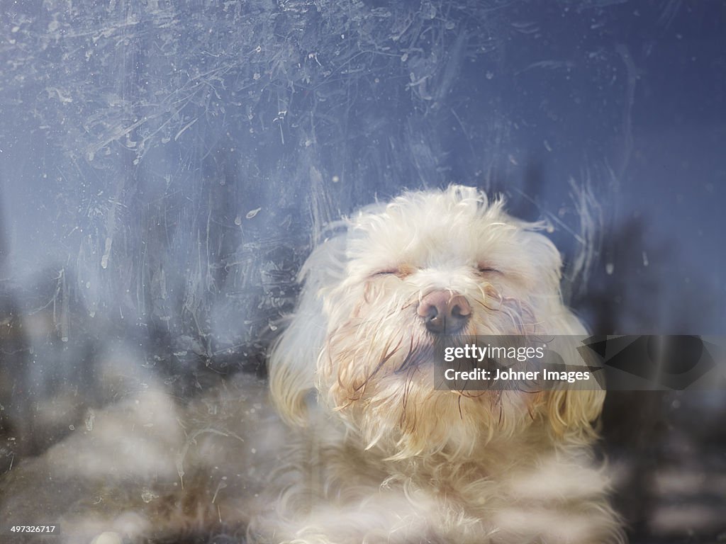 Westi sleeping, Sweden