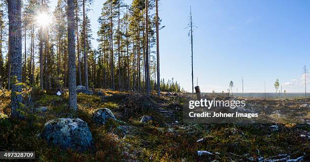 cut forest, orsa, dalarna, sweden - lumber industry stock pictures, royalty-free photos & images