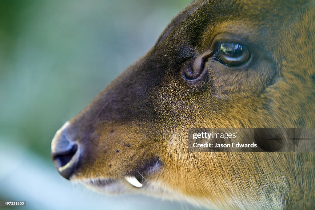 The tusk and eye scent gland of a Muntjac also known as a Barking Deer.
