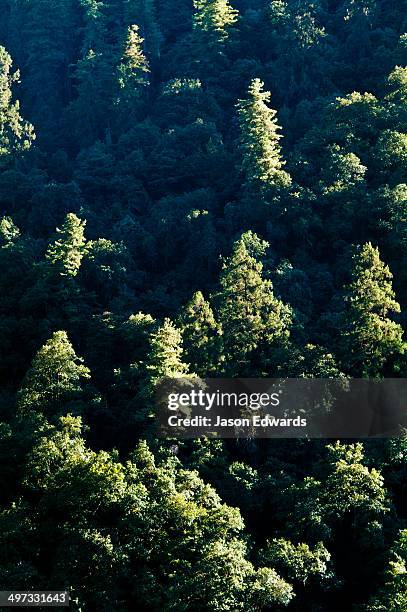 the last rays of the setting sun capture the spires of a dense, green forest canopy in a steep valley. - tree canopy pattern fotografías e imágenes de stock