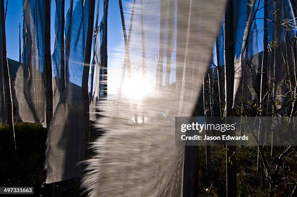 prayer flags flutter in the wind beside an alpine river in the himalaya at sunset. - thimphu bhutan stock pictures, royalty-free photos & images