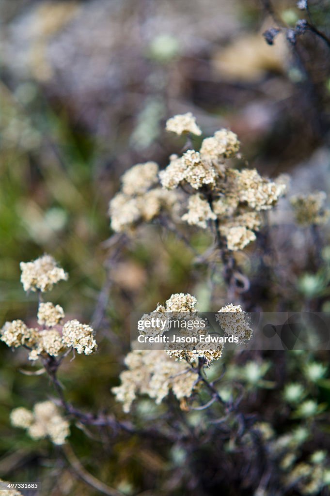 Alpine flowers growing on a mountainside in the Himalaya.