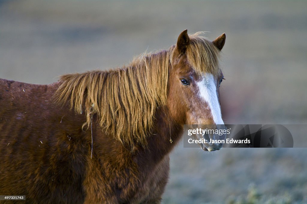 A chestnut Bhotia Pony standing in a high altitude wetland floodplain on a cold morning.