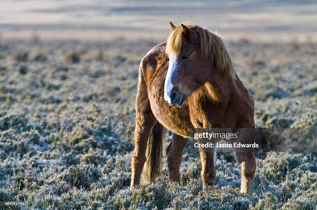 A chestnut Bhotia Pony standing in a high altitude wetland floodplain on a cold morning.