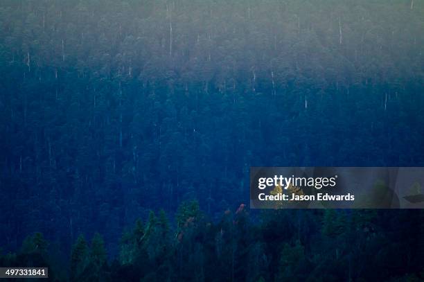 the last rays of the setting sun light the canopy of a conifer tree as a dense forest descends into shadow. - tree canopy pattern fotografías e imágenes de stock