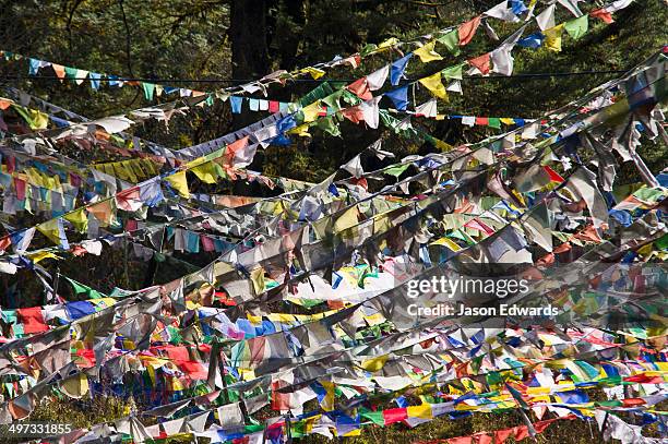a tangled canopy of prayer flags draped between trees on a mountain. - tree canopy pattern fotografías e imágenes de stock