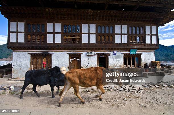 domestic cattle walking up the main street of a farming village past the general store. - bos primigenius foto e immagini stock