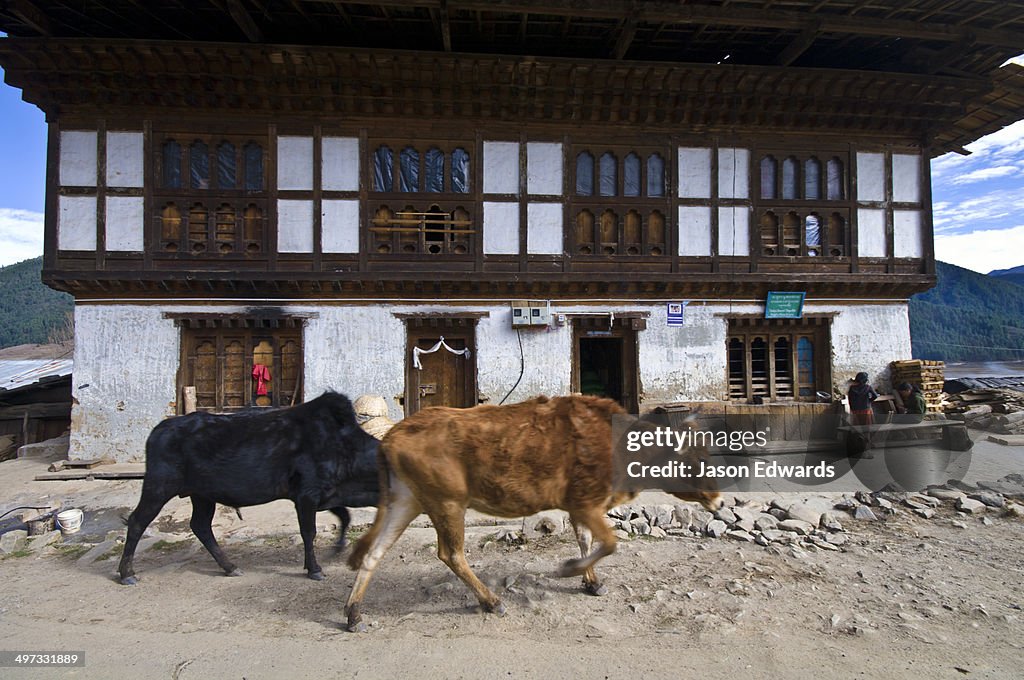 Domestic cattle walking up the main street of a farming village past the general store.