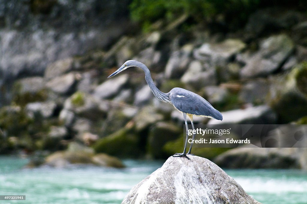 A critically endangered White-bellied Heron hunting from a boulder on an alpine riverbank.