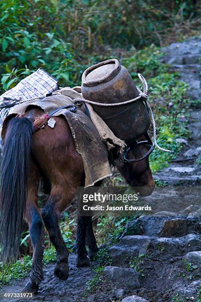 a pack horse carrying a gas cylinder and goods up a steep muddy himalayan mountain track. - behind the green horse stock pictures, royalty-free photos & images