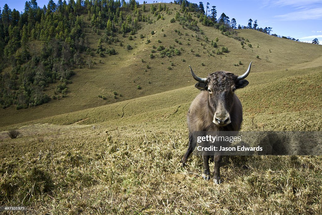 An aggressive Yak stands his ground whilst grazing on Himalaya pasture on a hillside.