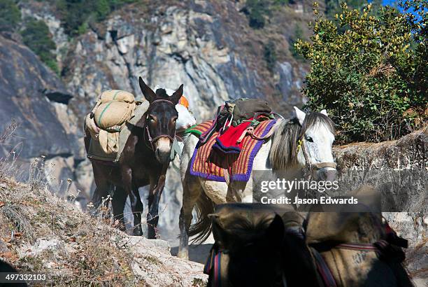 865 Mule Train Stock Photos, High-Res Pictures, and Images - Getty