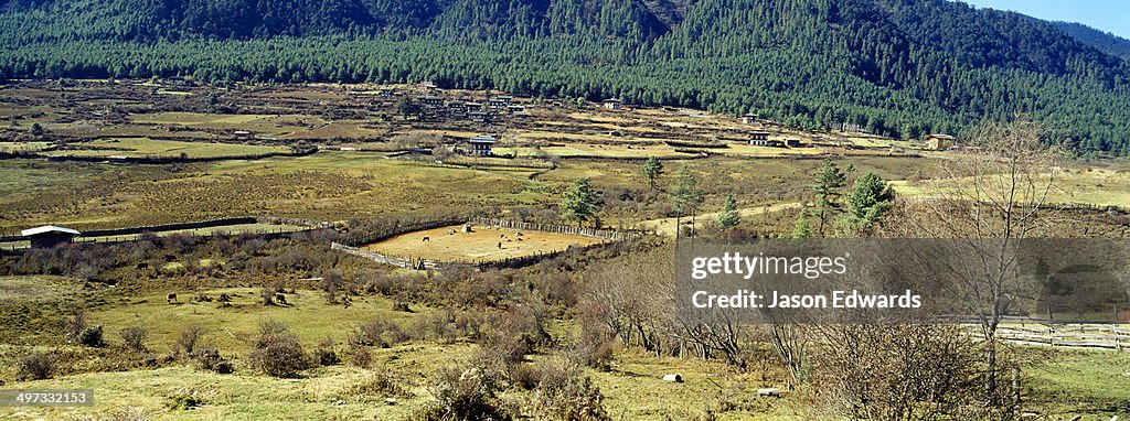Conifer forest encircles farmland and agricultural fields on the shores of a Himalaya wetland.