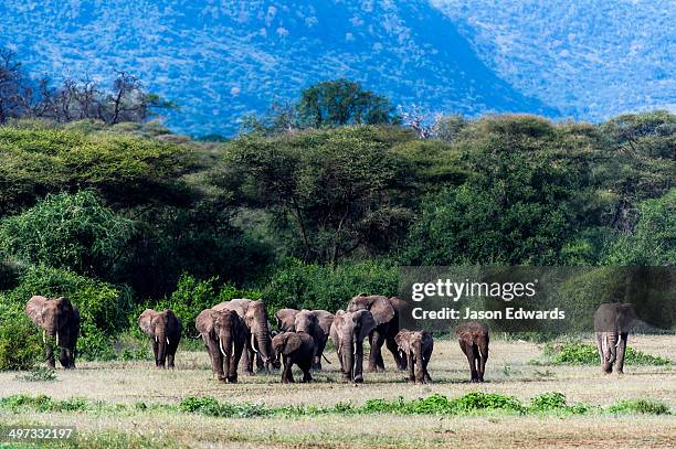 a herd of african elephants migrating from the forest to the open savannah plain. - アルーシャ地区 ストックフォトと画像