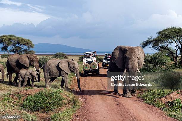 a herd of african elephants and calf crossing a road between tourist safari vehicles. - safari photos et images de collection