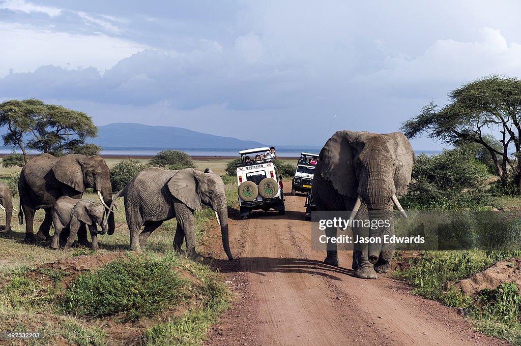 A herd of African Elephants and calf crossing a road between tourist safari vehicles.