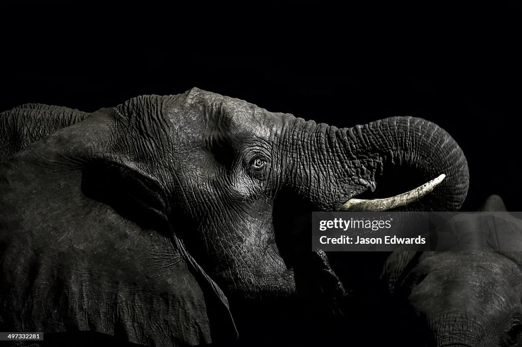 Under the beam of a floodlight an African elephant emerges from the dry season darkness to drink at a waterhole.