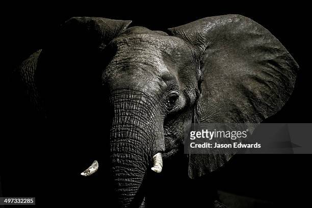 an alert african elephant with its ears spread emerges from the dry season darkness to drink at a waterhole. - elephant tusk stock pictures, royalty-free photos & images