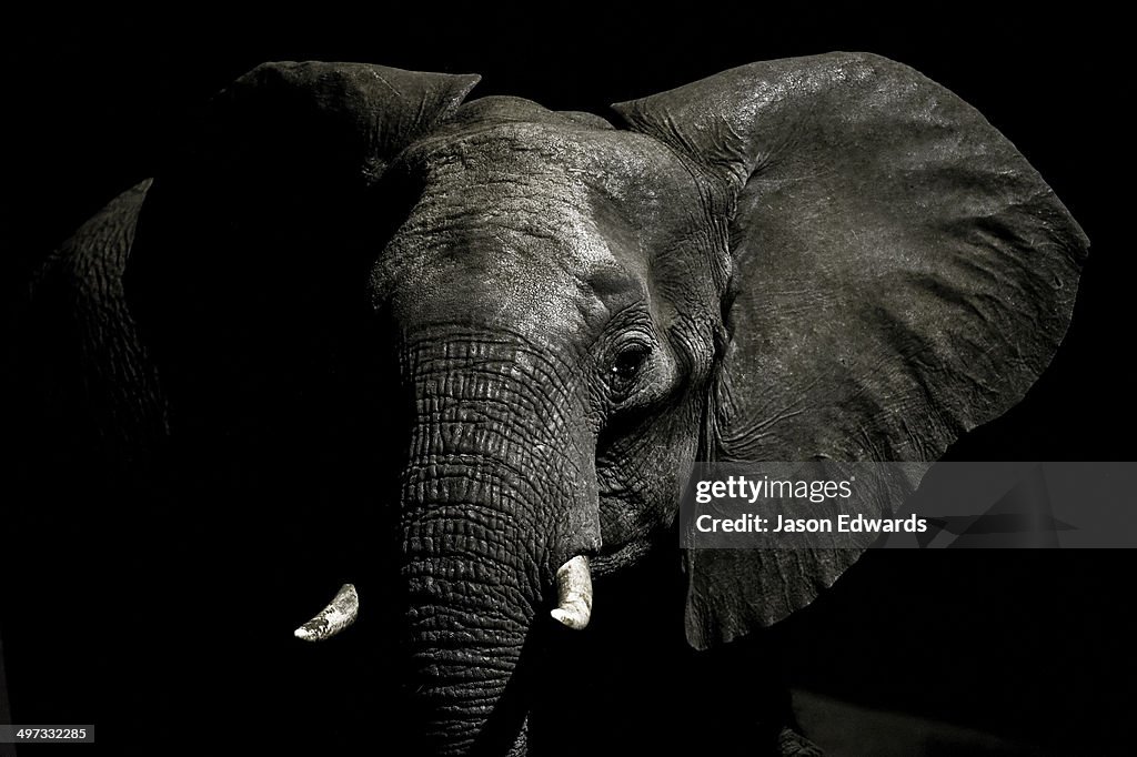 An alert African Elephant with its ears spread emerges from the dry season darkness to drink at a waterhole.