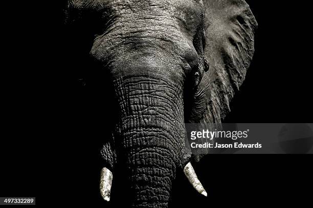 the wrinkled trunk and face of an african elephant emerging from the dry season darkness to drink at a waterhole. - elephant trunk drink photos et images de collection
