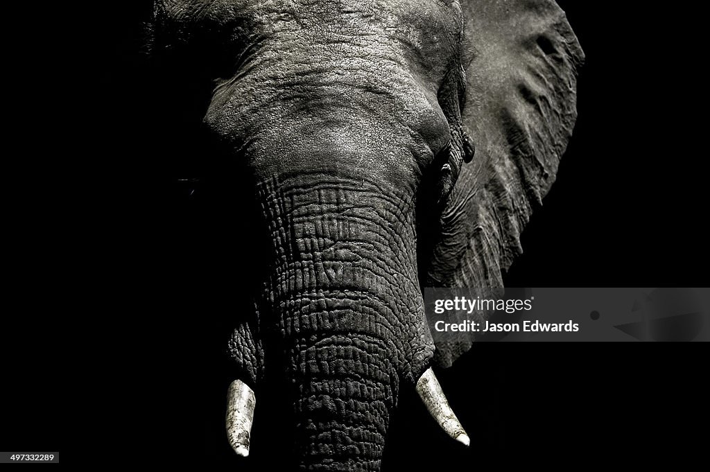The wrinkled trunk and face of an African elephant emerging from the dry season darkness to drink at a waterhole.