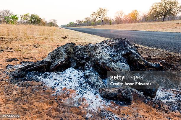 the charred remains of an african elephant slaughtered by poachers for bush meat and burned by national park rangers to prevent the spread of anthrax. - burnt body stock pictures, royalty-free photos & images