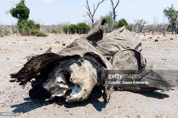 366 Elephant Bone Photos and Premium High Res Pictures - Getty Images