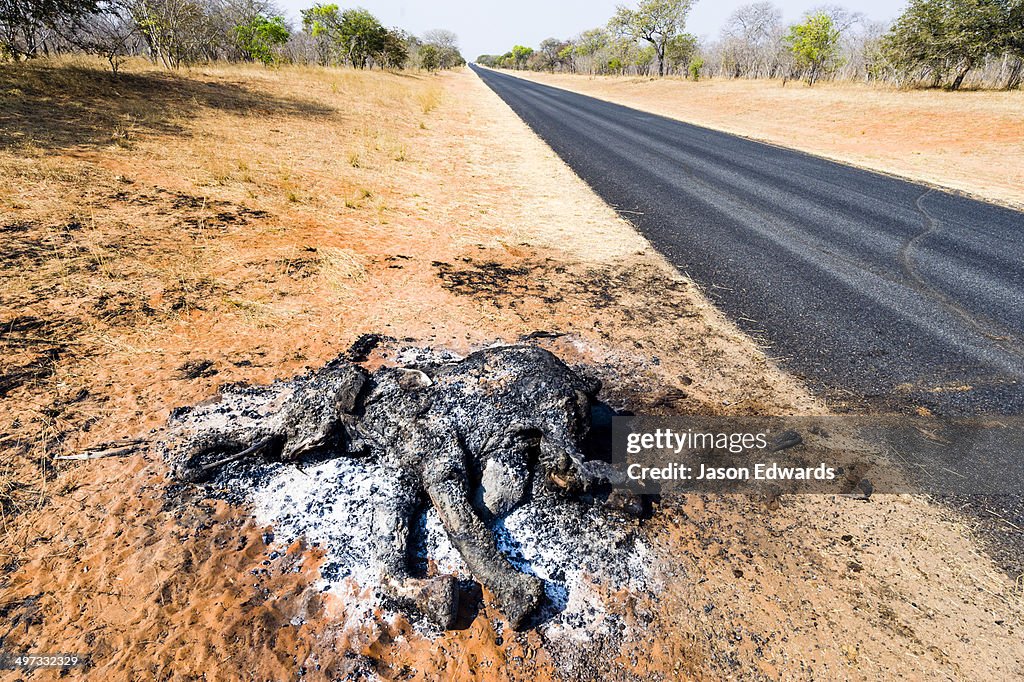 The charred remains of an African elephant slaughtered by poachers for bush meat and burned by National Park rangers to prevent the spread of Anthrax.