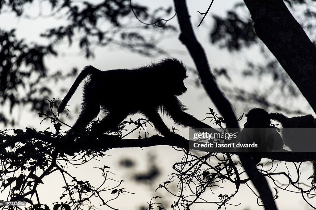 The silhouette of an Olive Baboon foraging on leaves in a tree at dawn.