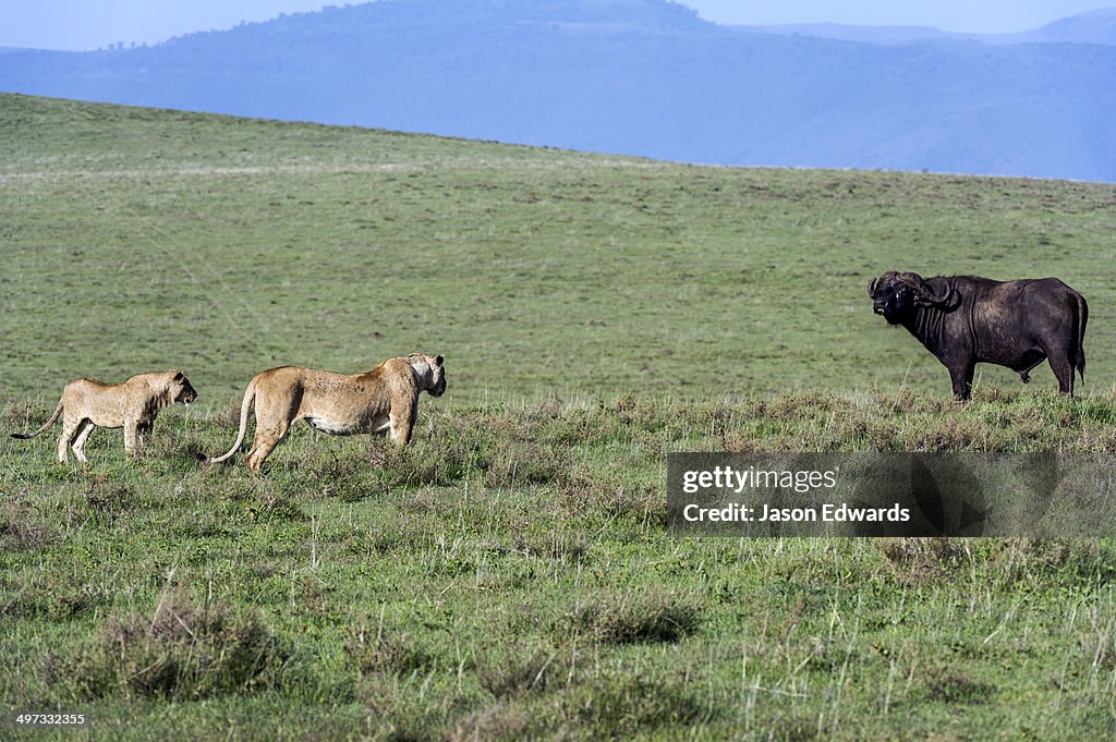 A pair of African Lions stalking an African Buffalo to see if it's vulnerable to be killed and eaten.