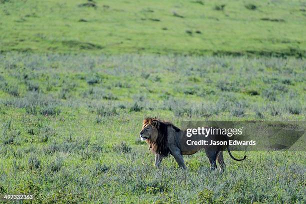 Savannah Mathre 46 Savannah Grasslands Stock Photos, High-Res Pictures, and Images ...
