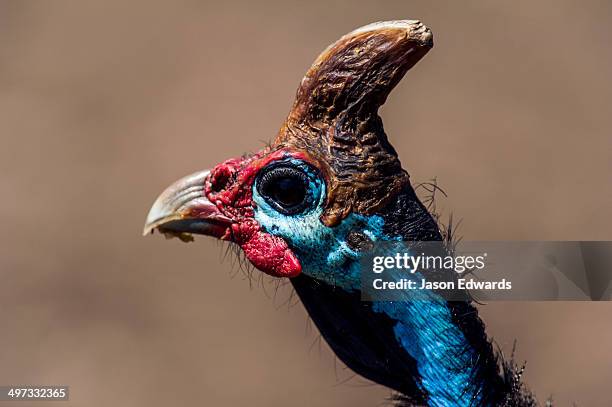 the horned crest and bright red and blue fleshy face of the helmeted guineafowl. - guineafowl stock-fotos und bilder