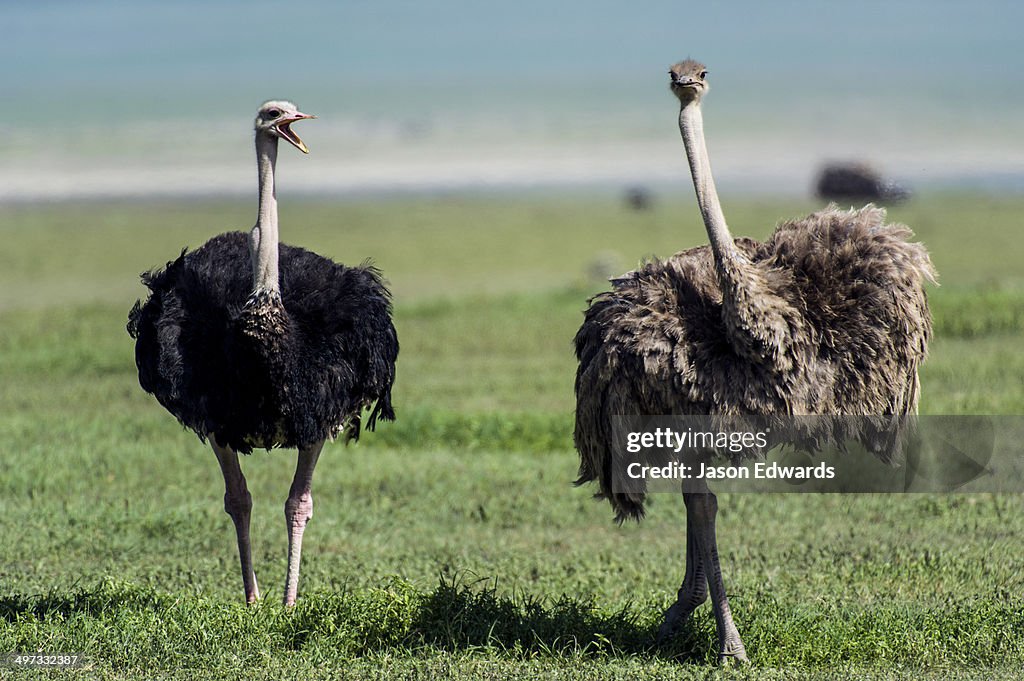 A male Ostrich challenging a female Ostrich with his beak open on the savannah.