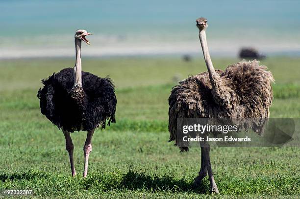 a male ostrich challenging a female ostrich with his beak open on the savannah. - ostrich stock pictures, royalty-free photos & images