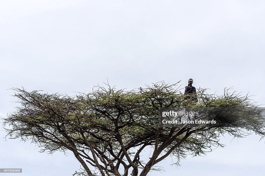 A teenage Maasai warrior, a Moran, standing sentry on top of an umbrella acacia tree.