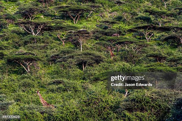a pair of giraffe browse on canopy leaves in a dense acacia forest. - tree canopy pattern fotografías e imágenes de stock