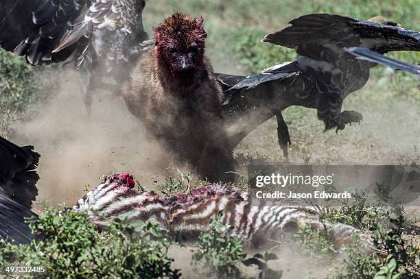 a bloody spotted hyena chases ruppell's vultures away from its zebra foal kill on the dusty savannah. - iena foto e immagini stock