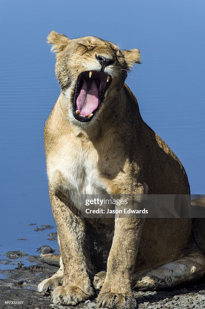 A female African lion yawning during the midday heat showing her powerful canine teeth.