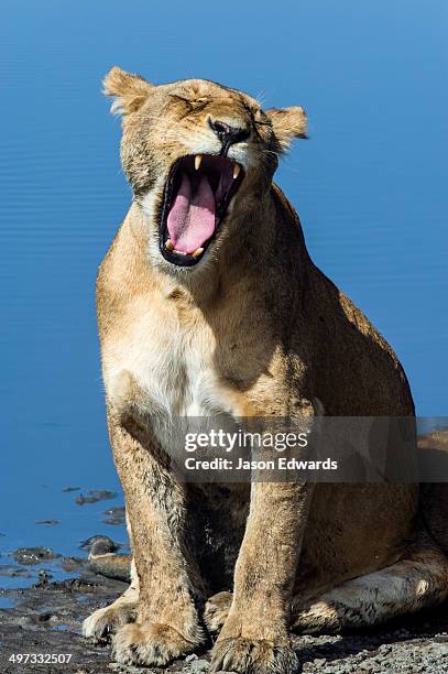 a female african lion yawning during the midday heat showing her powerful canine teeth. - lion lioness stock pictures, royalty-free photos & images