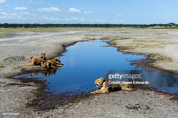a pride of african lions sleeping by a dwindling waterhole during the midday heat - waterhole fotografías e imágenes de stock