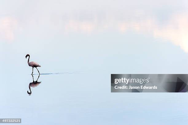 a lesser flamingo reflected in the surface of a calm waterhole with the sunset afterglow. - wade bildbanksfoton och bilder