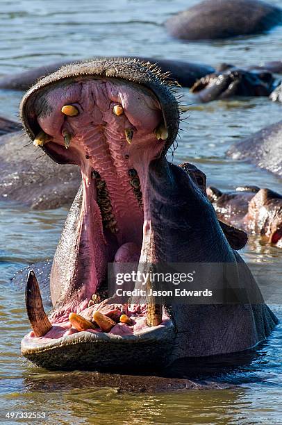 Aggressive Nile Hippopotamus Stretch Their Jaws As They Fight With Their Tusks In A Waterhole High-Res Stock Photo