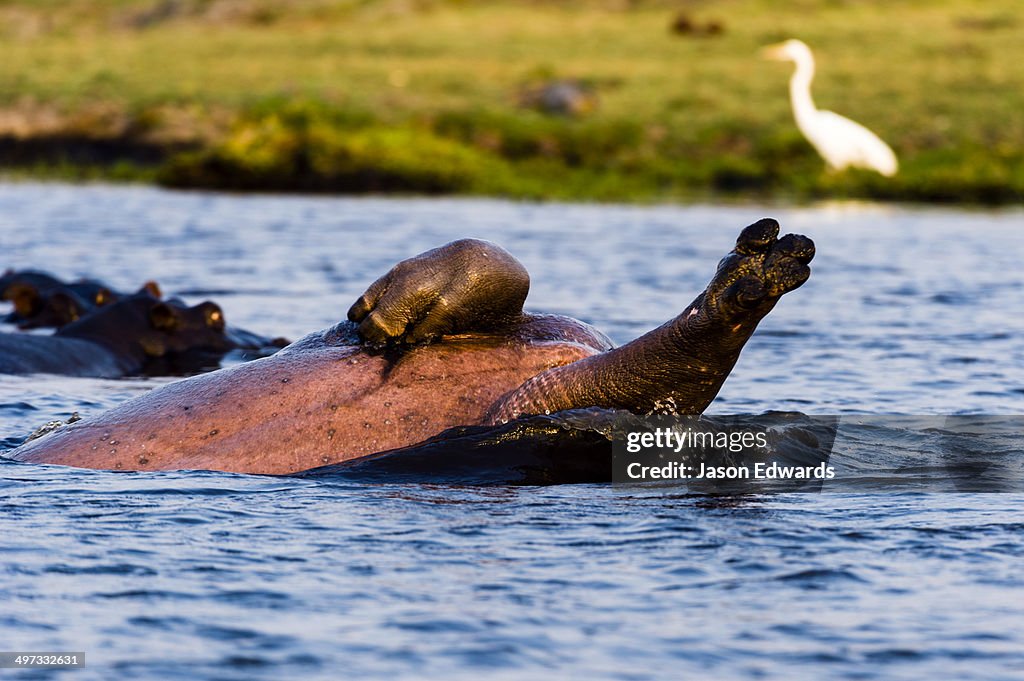 A Nile Hippopotamus rolling on its back in a wetland at sunset.