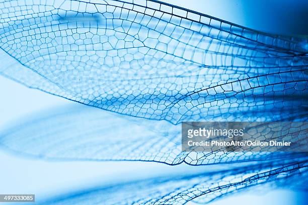 close-up of dragonfly wings - libellule photos et images de collection