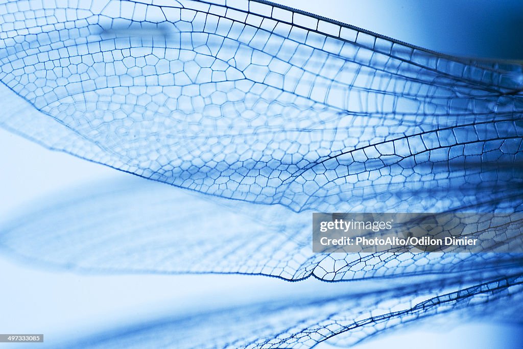 Close-up of dragonfly wings