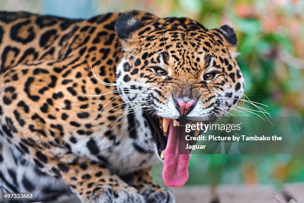 jaguar flehmen - flehmen behaviour stock pictures, royalty-free photos & images