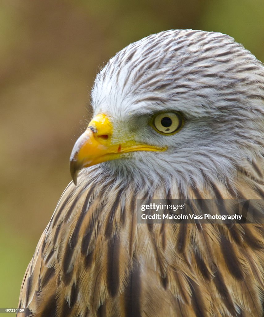 Kestrel