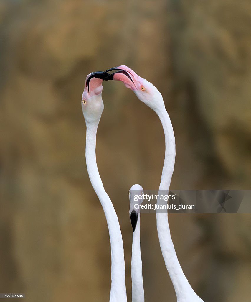 Close-up of three Flamingoes (Phoenicopteridae)