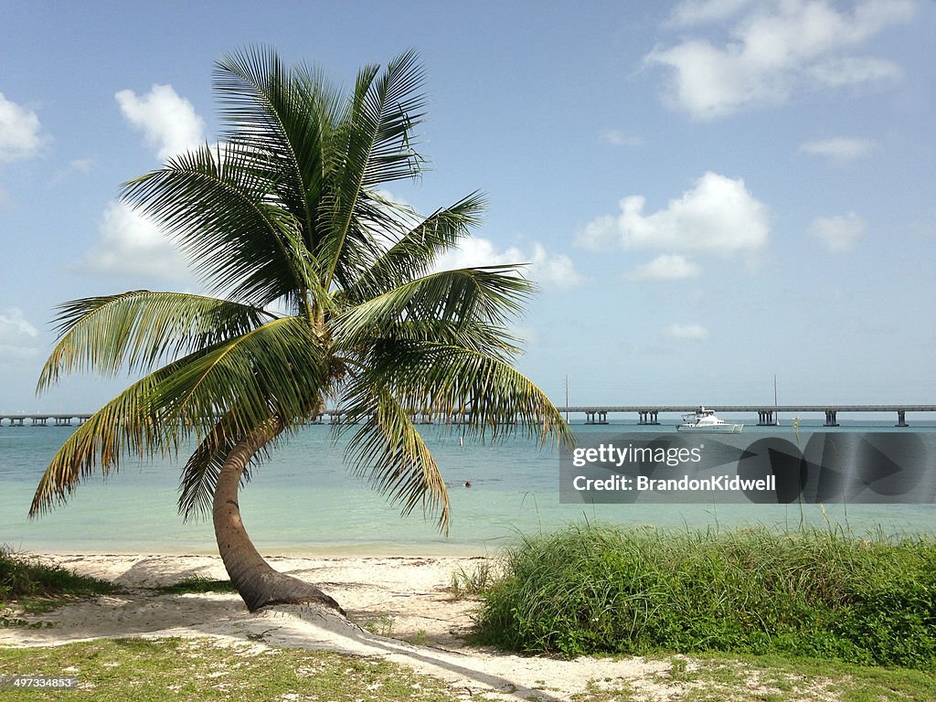 EUA, Flórida, sol, areia e palm tree