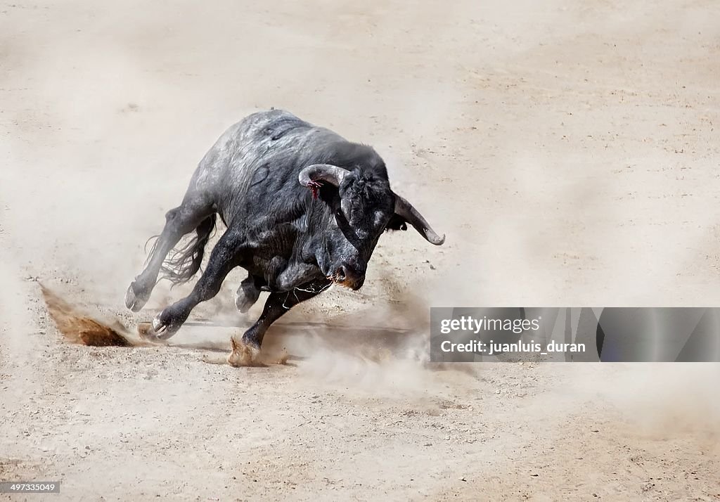 Bull angreifen auf sand zu Staub cloud